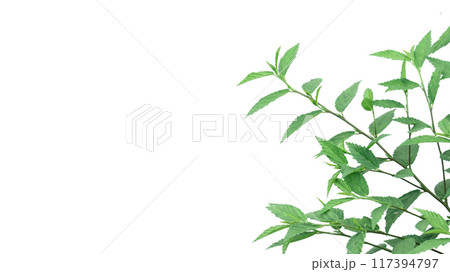 Cut out image of a weed plant with carefully crafted clipping paths. Cut out image of a weed plant with carefully crafted clipping paths. 117394797
