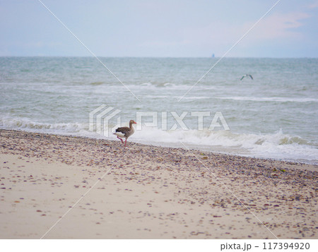 Wild gray goose Anser anser on the seashore of Kattegat sea beach near water in Skagen, Grenen cape Wild gray goose Anser anser on the seashore of Kattegat sea beach near water in Skagen, Grenen cape 117394920