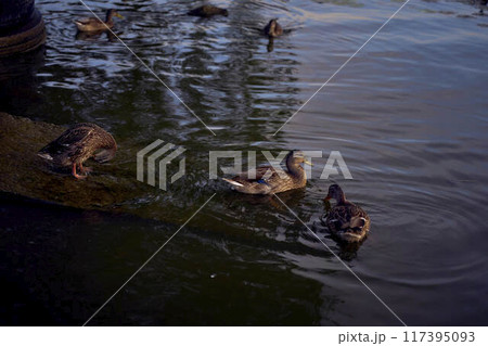 the wild ducks on the river at sunset the wild ducks on the river at sunset 117395093