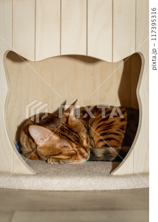 Bengal cat napping in cat house. 117395316