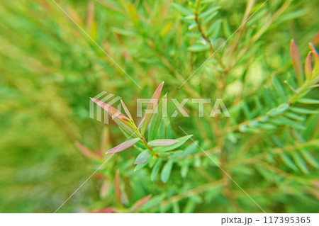 Melaleuca bracteata macro leaves small world  117395365
