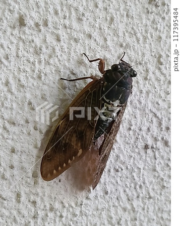 セミ(蝉)_斜め セミ(蝉)_斜め 117395484