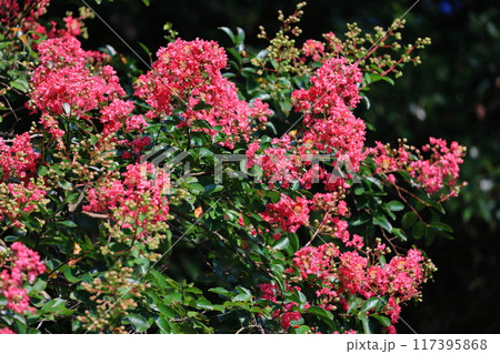 サルスベリ 117395868