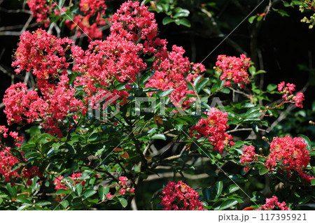 サルスベリ 117395921