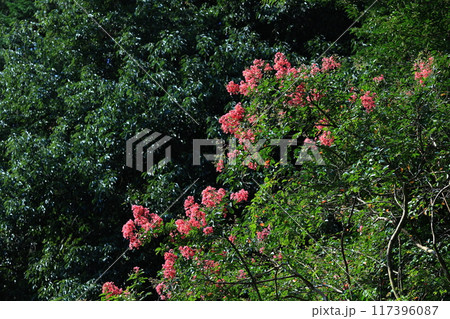 サルスベリ 117396087