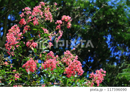 サルスベリ 117396090