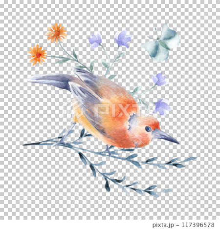 Bird orange and gray-blue feathers on twig hand drawn watercolor isolated. Bird butterfly and floral arrangement in botanical sketch. Garden summer illustration of orange bird and flowers painted. 117396578
