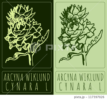 Vector drawing ARCYNA WIKLUND. Hand drawn illustration. Latin name is CYNARA L Vector drawing ARCYNA WIKLUND. Hand drawn illustration. Latin name is CYNARA L 117397026