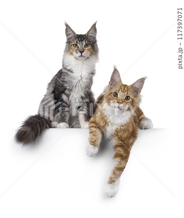 Maine Coon cats on white background 117397071