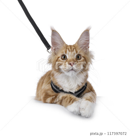 Maine Coon wearing harnas on white background 117397072
