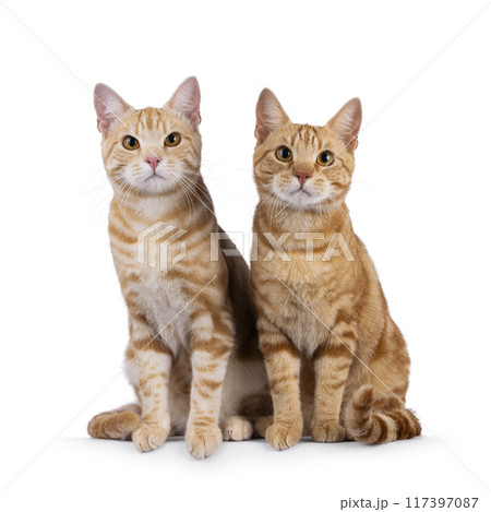 European Shorthair cats on white background European Shorthair cats on white background 117397087
