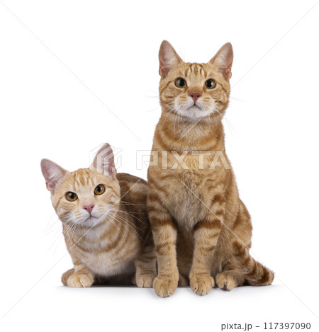 European Shorthair cats on white background European Shorthair cats on white background 117397090