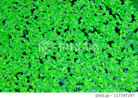 Aquatic plant - floating plant - Pistia - Water lettuce 117397297
