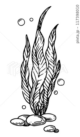 seaweed, kelp seaweed. vector illustration in sketch style 117398010