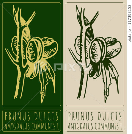 Vector drawing PRUNUS DULCIS. Hand drawn illustration. Latin name is AMYGDALUS COMMUNIS L 117398152