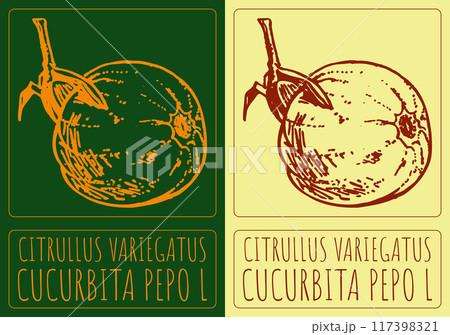 Vector drawing CITRULLUS VARIEGATUS. Hand drawn illustration. Latin name is CUCURBITA PEPO L 117398321
