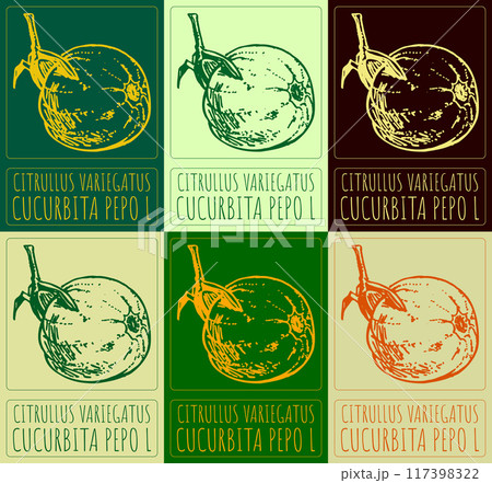 Set of vector drawing CITRULLUS VARIEGATUS in various colors. Hand drawn illustration. Latin name is CUCURBITA PEPO L 117398322