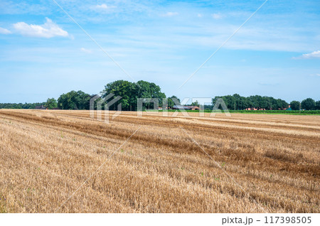 Harvested golden wheat field at the German countryside around Kirchseelte, Lower Saxony, Germany 117398505