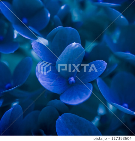 Background of dark blue petals of Hydrangea or Hydrangea close-up. Soft focus Background of dark blue petals of Hydrangea or Hydrangea close-up. Soft focus 117398604