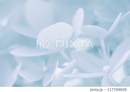 Background of white blue petals of Hydrangea or Hydrangea close-up. Soft focus Background of white blue petals of Hydrangea or Hydrangea close-up. Soft focus 117398606