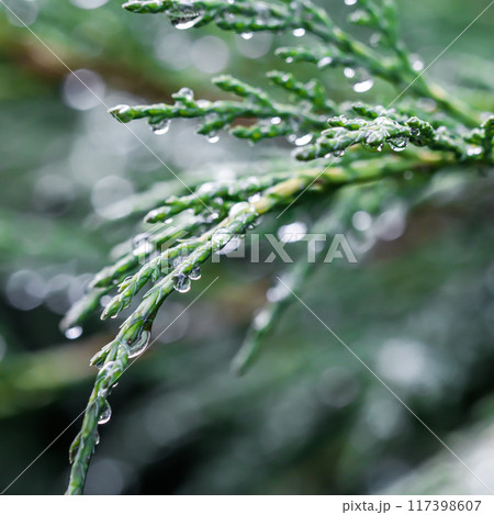 Texture, background, pattern of blue branches of decorative coniferous juniper with rain drops. Bokeh with light reflection. Natural backdrop Texture, background, pattern of blue branches of decorative coniferous juniper with rain drops. Bokeh with light reflection. Natural backdrop 117398607