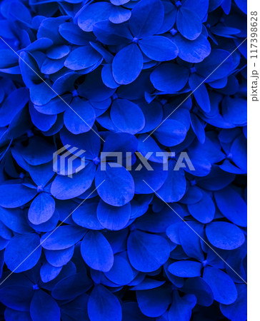 Background of dark blue petals of Hydrangea or Hydrangea close-up. Soft focus Background of dark blue petals of Hydrangea or Hydrangea close-up. Soft focus 117398628