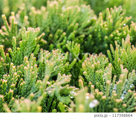 Texture, background, pattern of evergreen coniferous branches of Juniperus horizontalis Golden Carpet, Creeping Juniper. Bokeh with light reflection Texture, background, pattern of evergreen coniferous branches of Juniperus horizontalis Golden Carpet, Creeping Juniper. Bokeh with light reflection 117398664