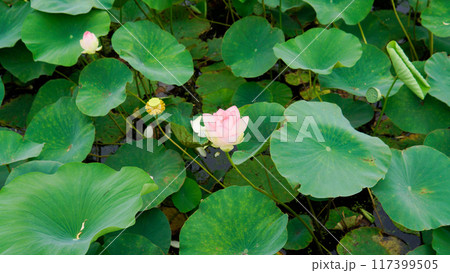lotus garden beauty petal background zen green bloom lotus flower nature pond flora flower lotus garden beauty petal background zen green bloom lotus flower nature pond flora flower 117399505