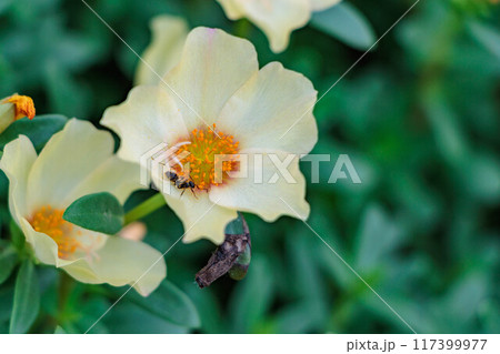 花壇に咲くマツバボタンの花 117399977