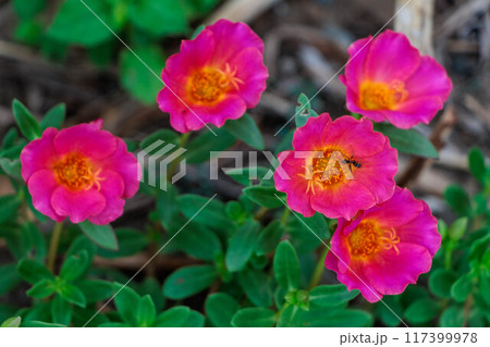 花壇に咲くマツバボタンの花 117399978