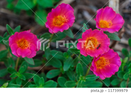 花壇に咲くマツバボタンの花 117399979