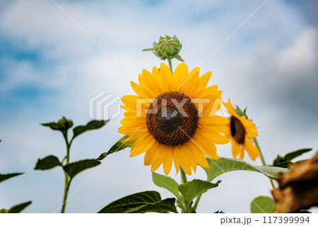 空に向かって咲くひまわり 117399994