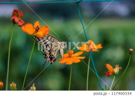 コスモスの蜜を吸うアゲハチョウ 117400334