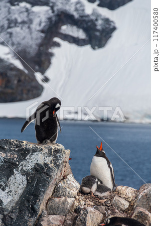 Gentoo Penguin Colony at Sierra Cove 117400580