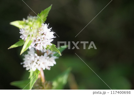 北海道のハッカの花 北海道のハッカの花 117400698