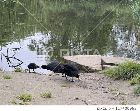 Fulica atra, family of coot on the shore of a pond in the park. 117400965