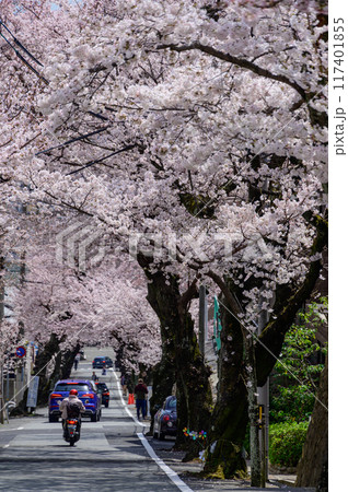 桜のトンネルをくぐる 桜のトンネルをくぐる 117401855