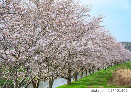 武庫川さくら回廊 武庫川さくら回廊 117401861