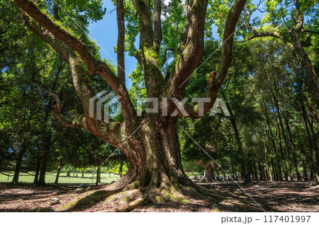 奈良公園の大木　飛火野園地 117401997