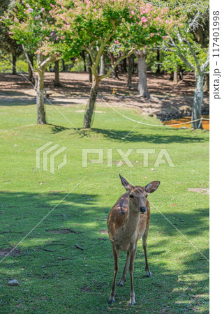 奈良公園の鹿　 117401998