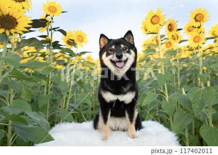 ひまわり畑で微笑む豆柴のシェリ 117402011