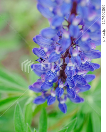 斜め上から眺めたルピナス 117402069