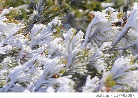 霧氷したハイマツ 117402087