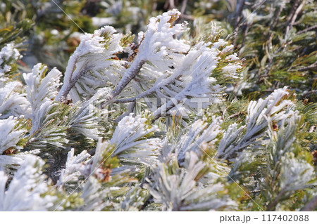 霧氷したハイマツ 117402088