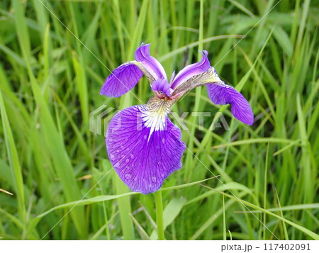 浜頓別ベニヤ原生花園風景 117402091