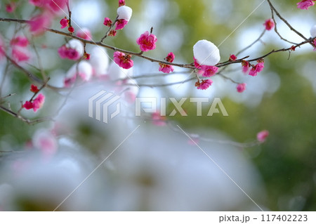 雪積もる八重寒紅梅 117402223