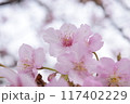 上を向いて咲く桜の花 117402229