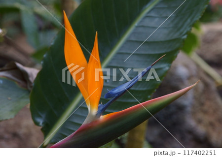 ゴクラクチョウバナ 117402251