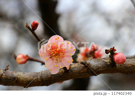 春を告げる梅の花 春を告げる梅の花 117402340