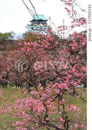 お城の天守閣と紅梅のある風景 お城の天守閣と紅梅のある風景 117402342